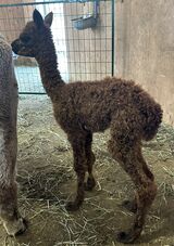 alpaca for sale