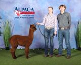 alpaca for sale
