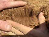 alpaca for sale