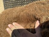 alpaca for sale