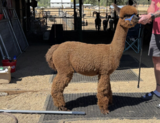 alpaca for sale