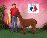 alpaca for sale