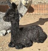 alpaca for sale