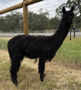 alpaca for sale