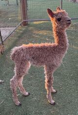 alpaca for sale