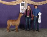 alpaca for sale