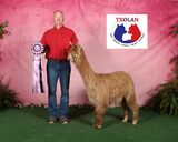 alpaca for sale