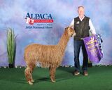 alpaca for sale
