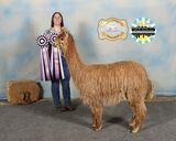 alpaca for sale
