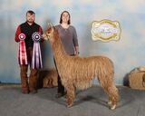 alpaca for sale