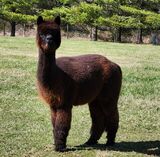 alpaca for sale