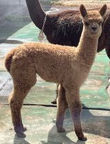alpaca for sale