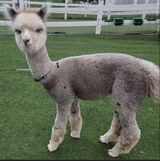 alpaca for sale