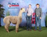 alpaca for sale