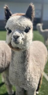 alpaca for sale