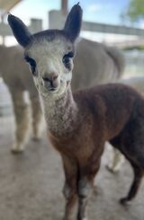 alpaca for sale