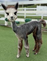 alpaca for sale