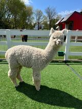 alpaca for sale