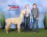 alpaca for sale