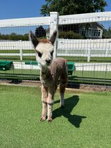 alpaca for sale