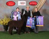 alpaca for sale