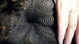 alpaca for sale