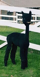 alpaca for sale