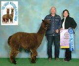 alpaca for sale