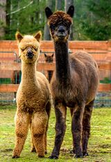 alpaca for sale