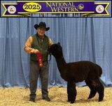 alpaca for sale