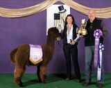 alpaca for sale