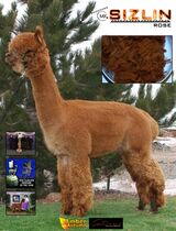 alpaca for sale