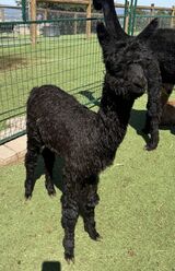 alpaca for sale