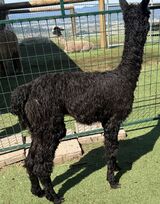 alpaca for sale
