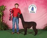 alpaca for sale