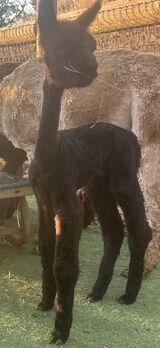 alpaca for sale