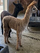 alpaca for sale