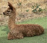 alpaca for sale