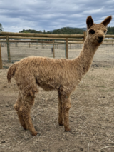 alpaca for sale