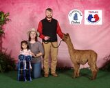 alpaca for sale