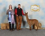 alpaca for sale