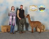 alpaca for sale