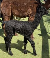 alpaca for sale