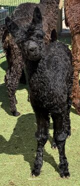 alpaca for sale