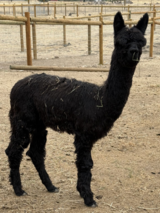 alpaca for sale