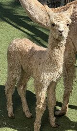 alpaca for sale
