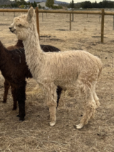 alpaca for sale