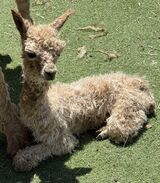 alpaca for sale