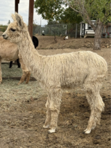 alpaca for sale