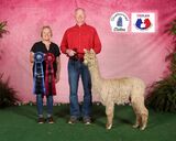 alpaca for sale